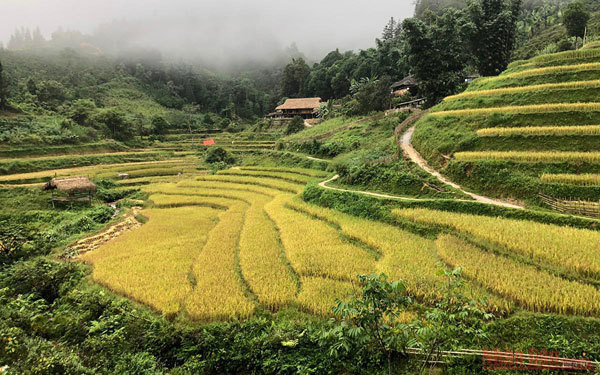 Gold season in Bac Ha rice paddies