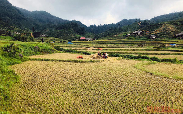 Gold season in Bac Ha rice paddies