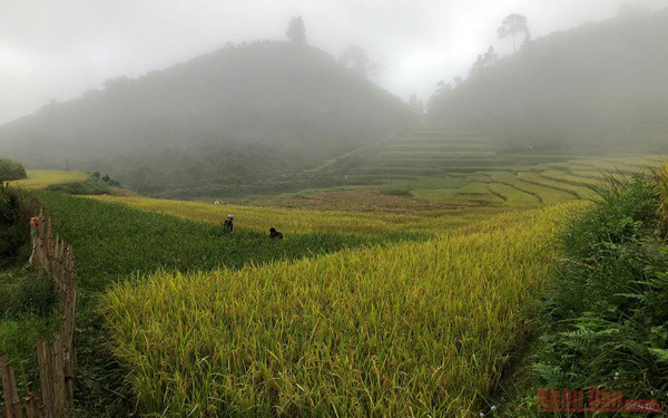 Gold season in Bac Ha rice paddies