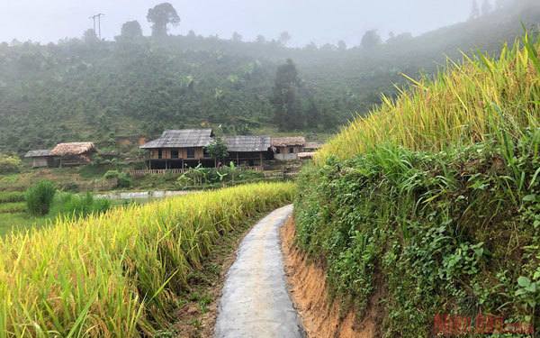 Gold season in Bac Ha rice paddies