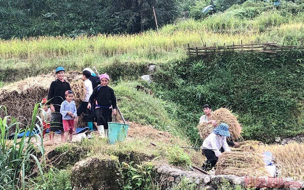 Gold season in Bac Ha rice paddies