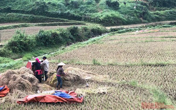 Gold season in Bac Ha rice paddies