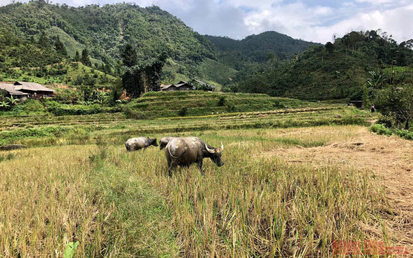 Gold season in Bac Ha rice paddies