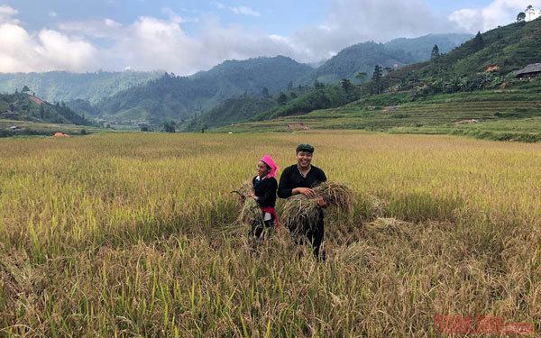 Gold season in Bac Ha rice paddies