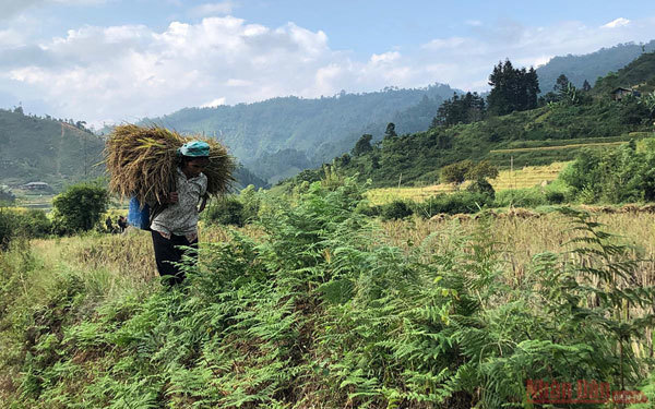 Gold season in Bac Ha rice paddies