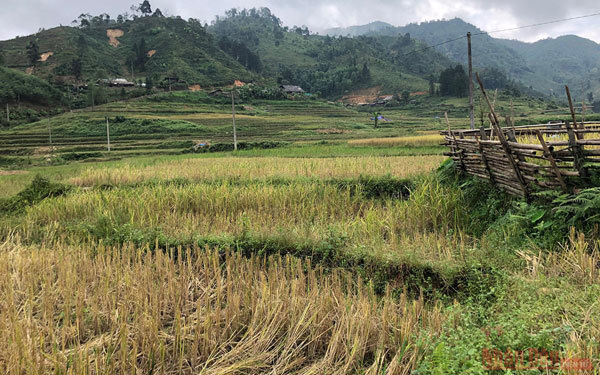 Gold season in Bac Ha rice paddies