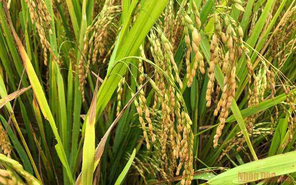 Gold season in Bac Ha rice paddies