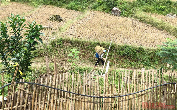 Gold season in Bac Ha rice paddies