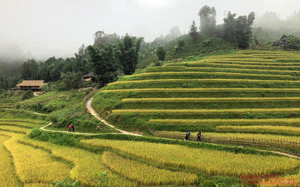 Gold season in Bac Ha rice paddies