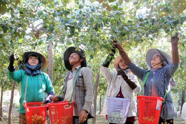 Huyện Ninh Phước đạt chuẩn nông thôn mới
