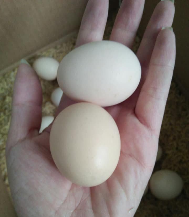 Trứng gà ác đắt gấp đôi trứng thường: Tiểu thương chỉ cách chọn hàng chuẩn