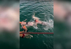 Clip chàng trai liệt chân lao xuống biển cứu người đuối nước nóng nhất mạng xã hội