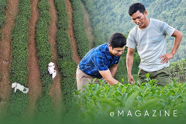 Mười năm gieo “vàng xanh”, nông dân Lai Châu làm nên những quả đồi triệu USD