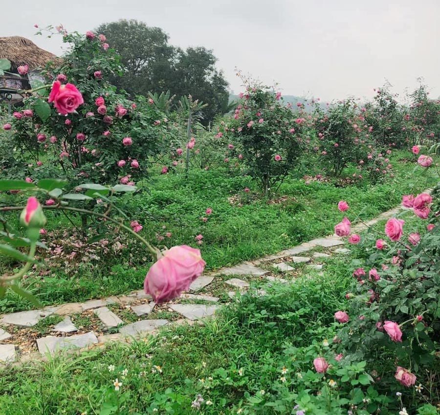 Vì yêu hoa, nữ giáo viên khởi nghiệp bằng vườn hồng 2.000 gốc