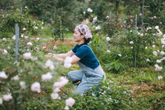 Vì yêu hoa, nữ giáo viên khởi nghiệp bằng vườn hồng 2.000 gốc