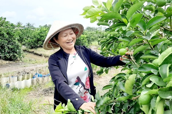 Người phụ nữ đầu tiên trồng, bán chanh không hạt tại Việt Nam