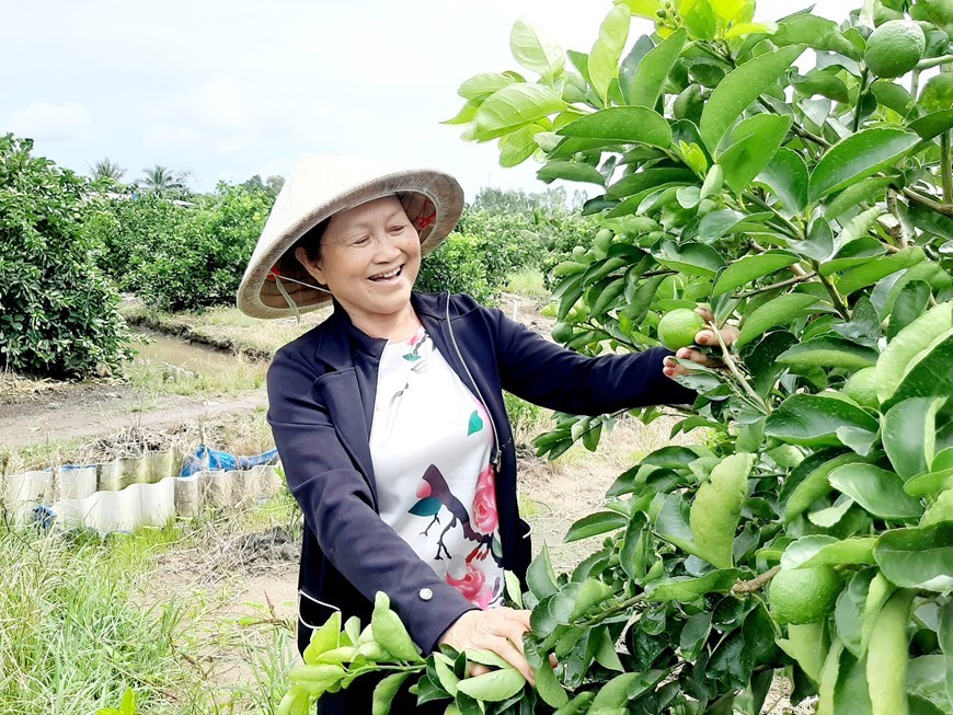 Người phụ nữ đầu tiên trồng, bán chanh không hạt tại Việt Nam