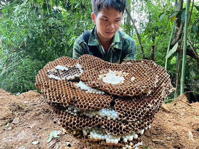 Nghề lạ mới nổi: Nuôi ong kịch độc lấy thịt, thương lái lùng mua