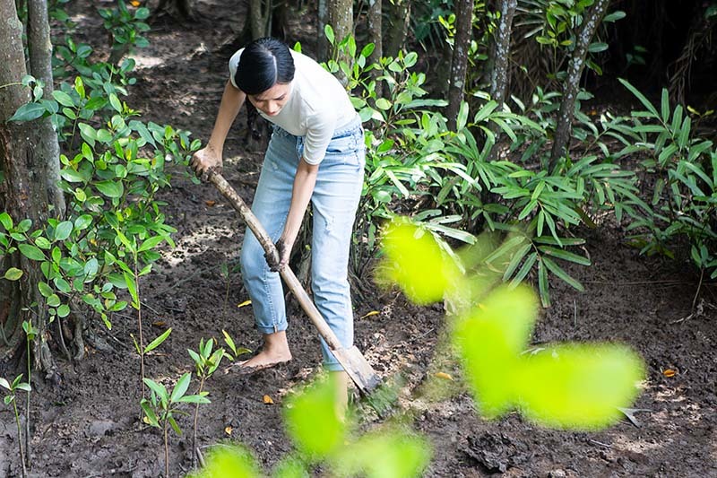 Thái Thị Hoa lội bùn trồng cây ở rừng ngập mặn Cần Giờ