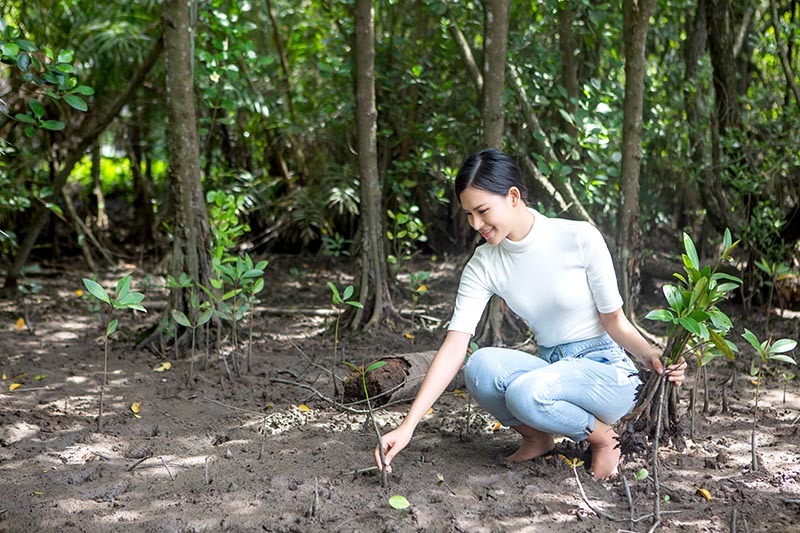 Thái Thị Hoa lội bùn trồng cây ở rừng ngập mặn Cần Giờ
