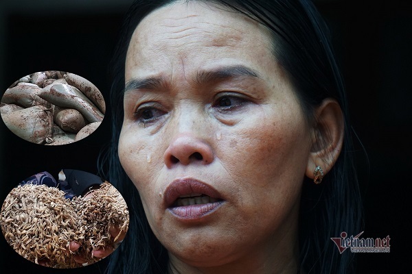 Nông dân Quảng Trị suy sụp nhìn thóc lấm bùn, mọc mầm sau lũ