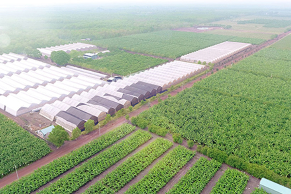 Bình Dương: Nông nghiệp công nghệ cao hướng phát triển bền vững