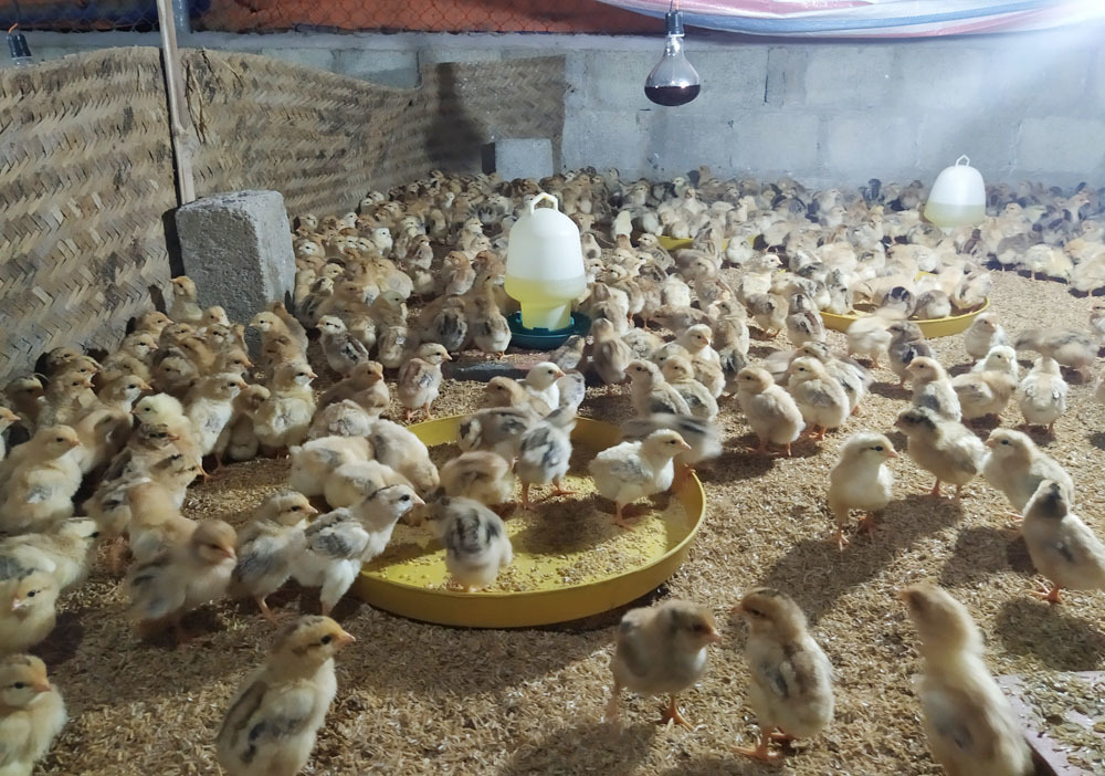 Làm máy lọc nước, chăm 4.000 con gà giống tặng bà con miền Trung