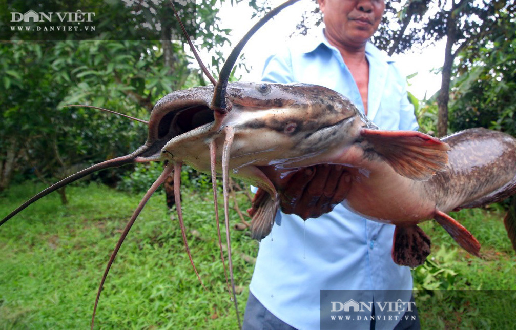 Bắt được con cá trê to lạ, dài 1 mét, nặng 8 kg, dân kéo đến xem