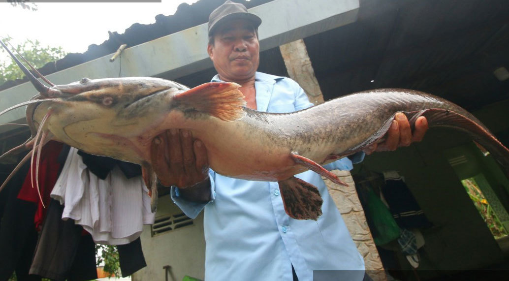 Bắt được con cá trê to lạ, dài 1 mét, nặng 8 kg, dân kéo đến xem