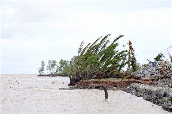 Ca Mau declares emergency as western sea dyke is badly eroded