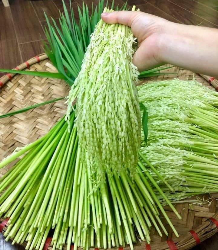 Đòng đòng lúa nếp đắt gấp 6 lần gạo nếp quý ông vẫn mua làm quà biếu Tết - VietNamNet