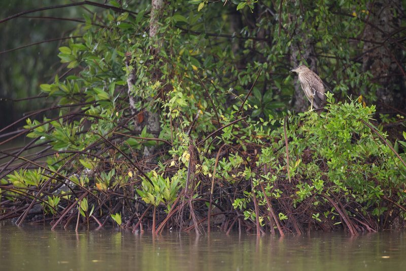 HSBC cùng WWF-Việt Nam tái sinh 150 ha rừng ngập mặn tại Cà Mau