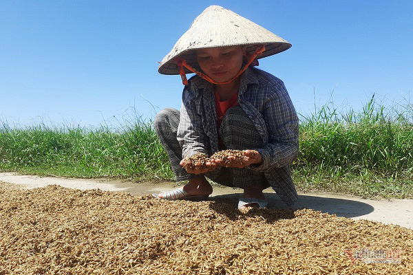 Chính sách hỗ trợ ổn định sản xuất nông nghiệp sau thiên tai