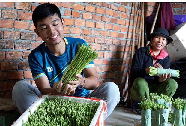Cất bằng kinh doanh quốc tế, trai 9X về làng trồng 'rau vua', kiếm nửa tỷ mỗi năm