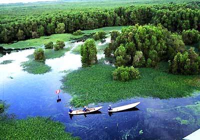 HSBC Vietnam to spend VND10bn to revive mangrove forest in Vietnam