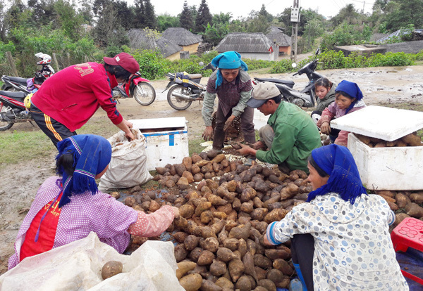 Vùng đất trồng thứ cây lạ lẫm, nhổ 1 gốc lên cả chùm củ, tên là sâm mà bán rẻ như khoai lang