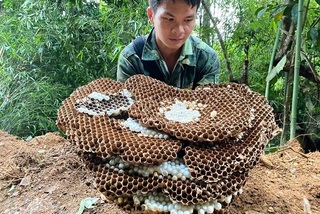 Nghề lạ: Nuôi loài ong kịch độc, thương lái Trung Quốc lùng mua