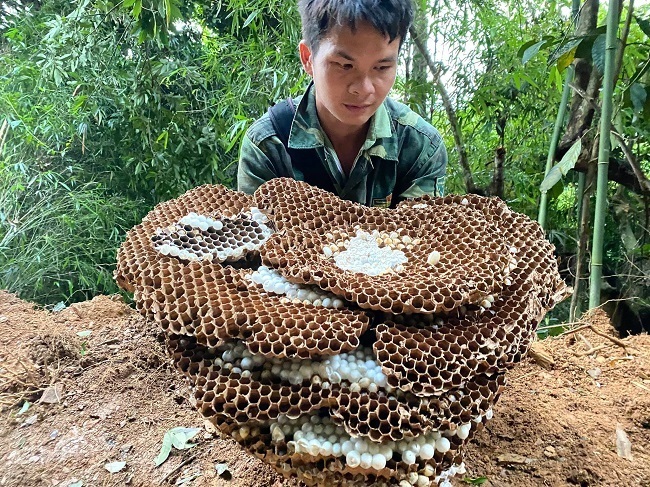 Nghề lạ: Nuôi loài ong kịch độc, thương lái Trung Quốc lùng mua