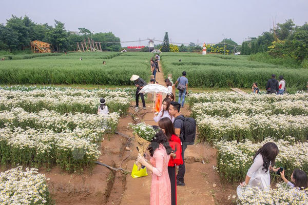 Blossoming daisies charm Hanoians