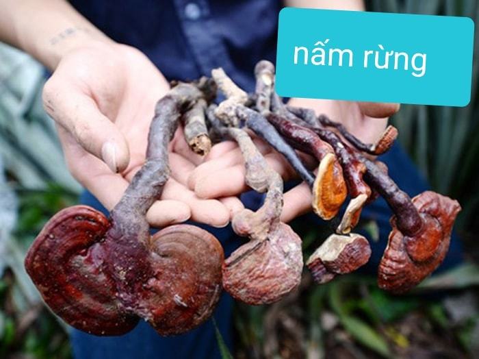 Nấm lim xanh: Đồ rừng và hàng nhà trồng, cách tránh dính quả lừa