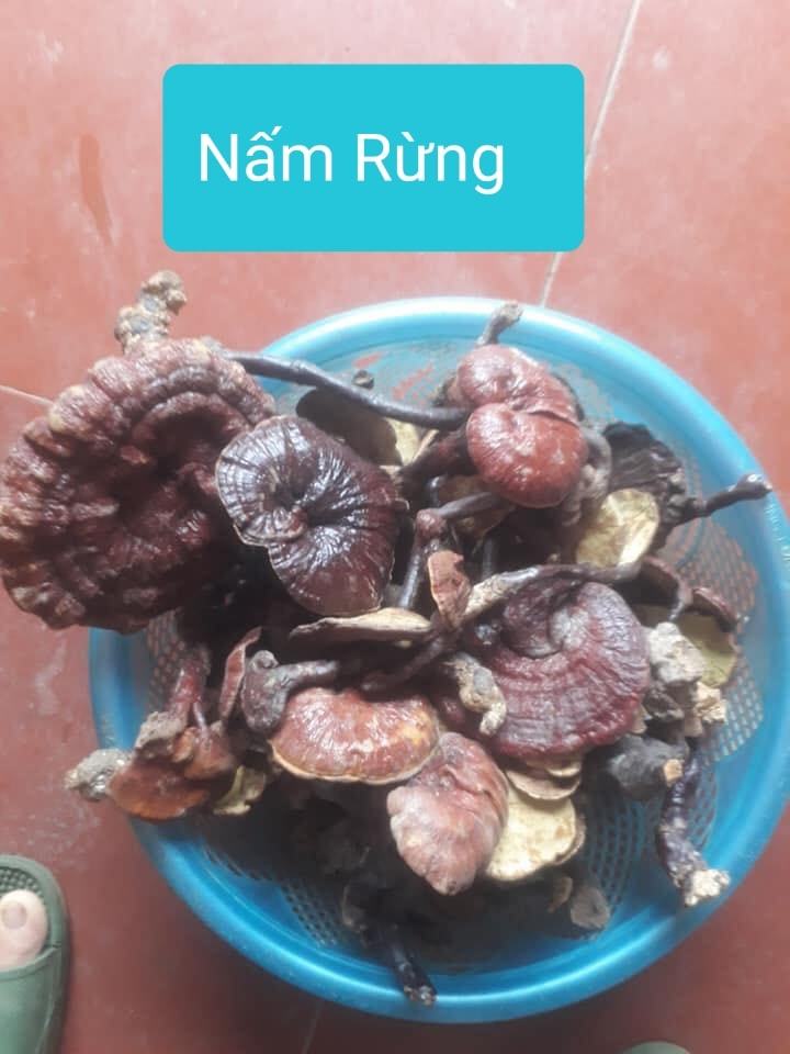 Nấm lim xanh: Đồ rừng và hàng nhà trồng, cách tránh dính quả lừa