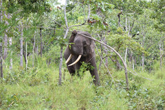 Life differs from lore for elephants