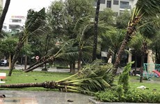 Storm Molave makes landfall in central Vietnam
