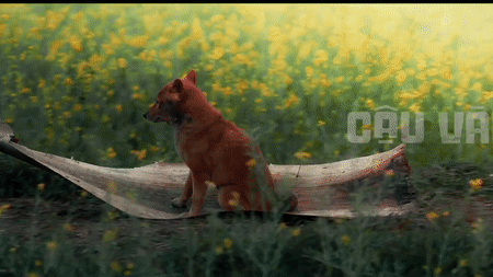 Phim 'Cậu vàng' lộ diện sau ồn ào chọn 'diễn viên chó'