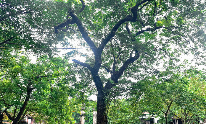 Chiêm ngưỡng cây sưa trăm tuổi ở Hà Nội, giá 60 tỷ đồng nhưng không bán