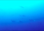 Du khách lặn biển ở Australia bị hàng trăm con cá mập vây quanh