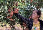 Farmers livestream to sell oranges, tea around the globe