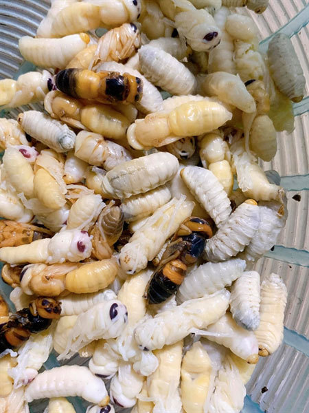 Roasted bee pupae – a starter to get the taste buds buzzing