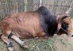 Skin disease spread among cows and buffaloes in Vietnam warned