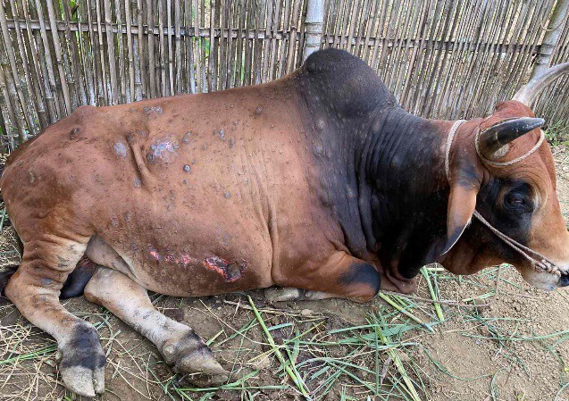 Skin disease spread among cows and buffaloes in Vietnam warned